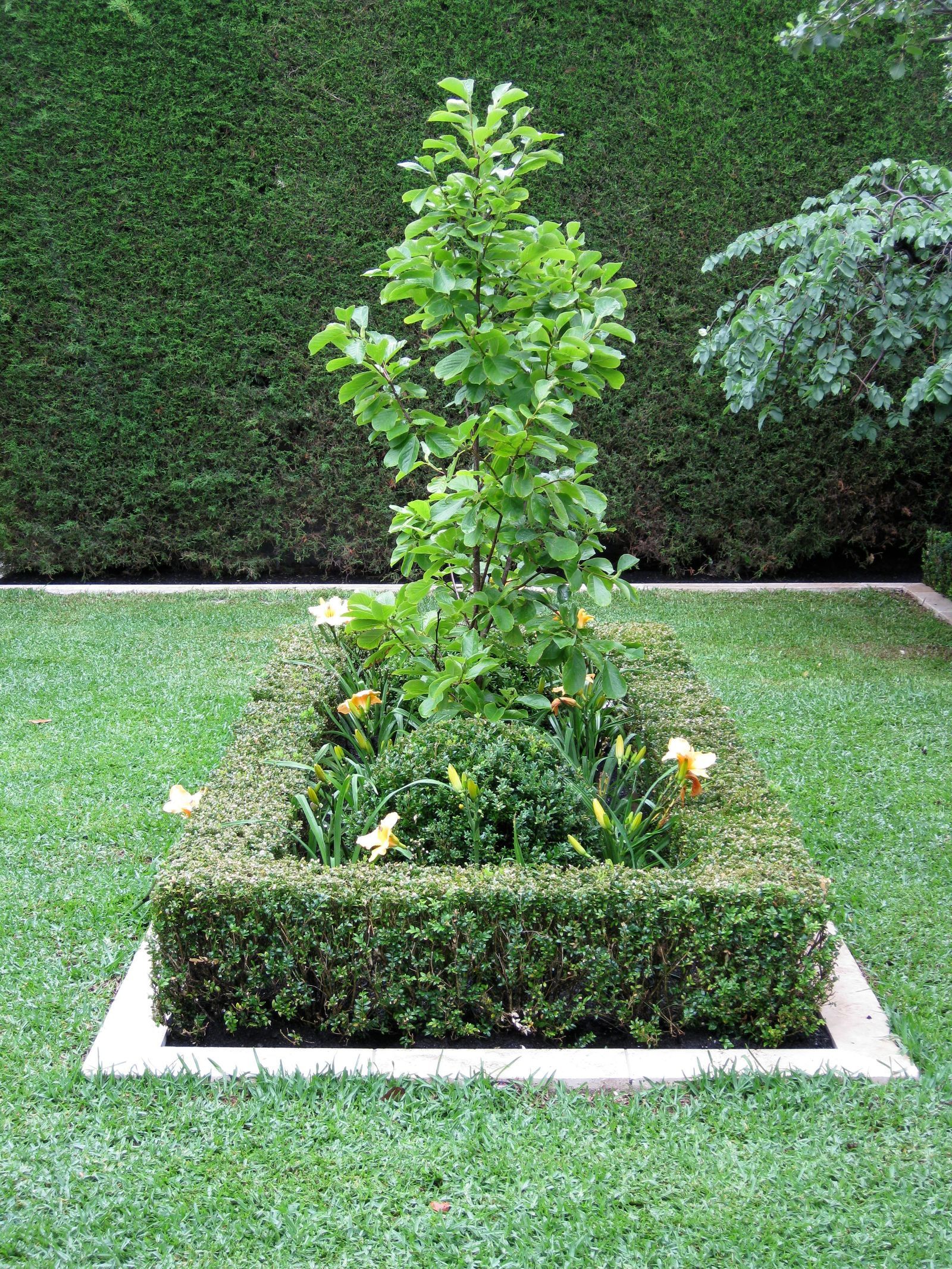 Espaliered greenery against a garden wall