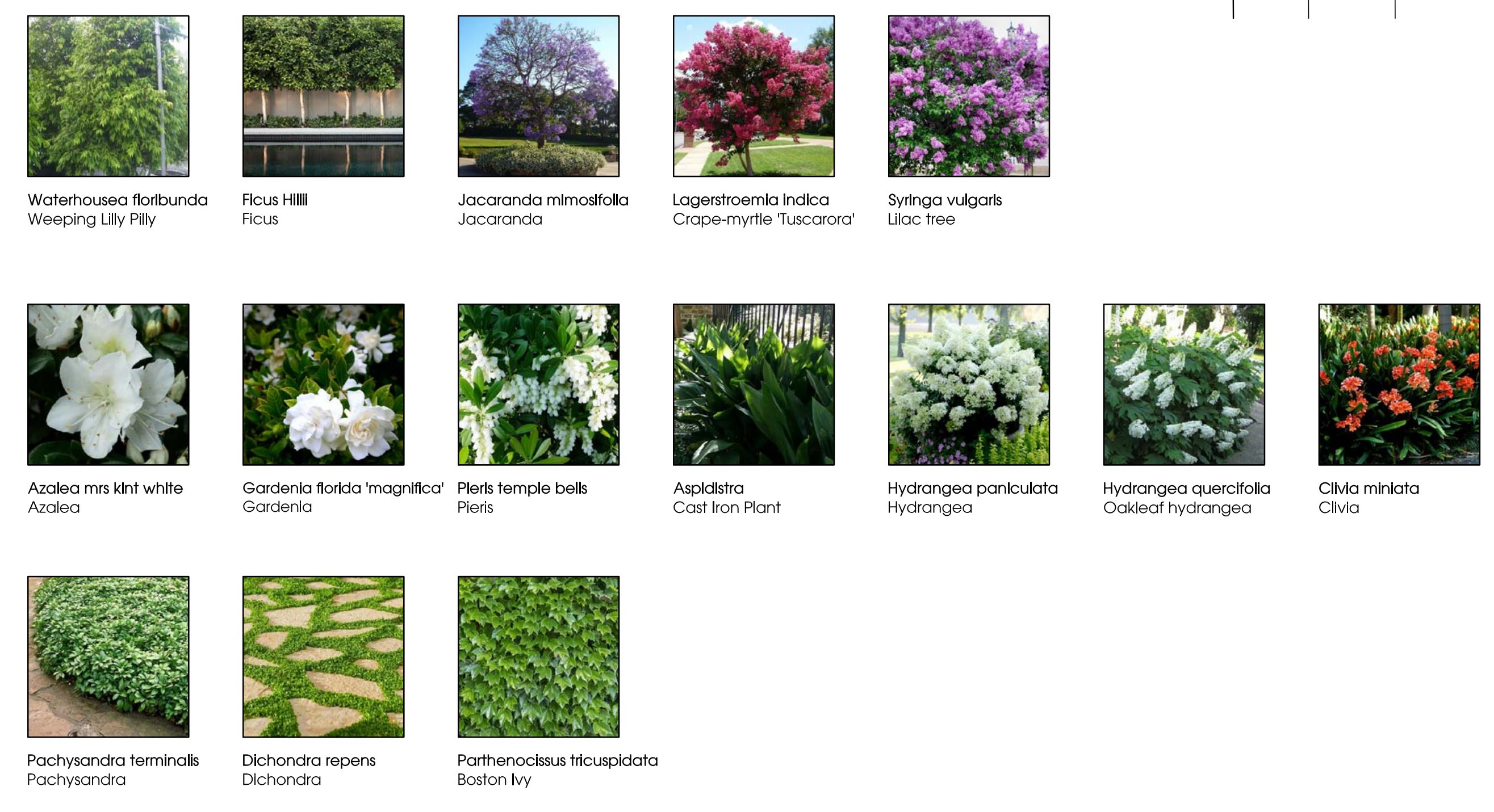 A photographic planting palette naming weeping lilly pilly, jacaranda, crape-myrtle, lilac, azalea, gardenia, pieris, aspidistra, hydrangea, clivia, pachysandra, dichondra and Boston ivy